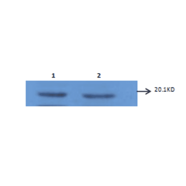 Western Blot - Anti-IL6 Antibody (MO-C40091D) - Antibodies.com