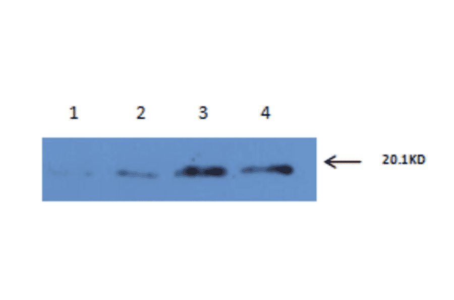 Western Blot - Anti-IL6 Antibody (MO-C40091E) - Antibodies.com