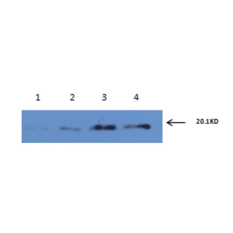 Western Blot - Anti-IL6 Antibody (MO-C40091E) - Antibodies.com