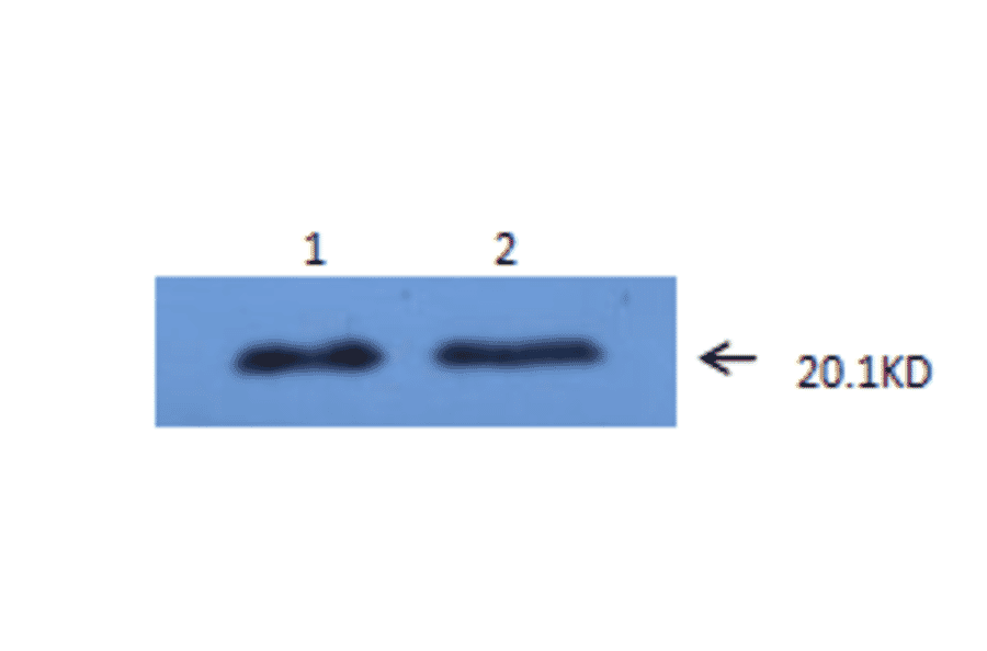Western Blot - Anti-IL6 Antibody (MO-C40091F) - Antibodies.com