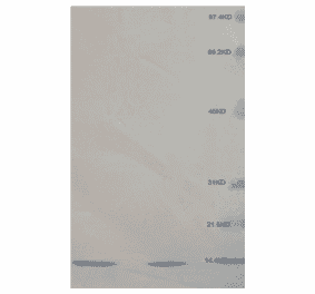 Western Blot - Anti-beta 2 Microglobulin Antibody (MO-M40021C) - Antibodies.com
