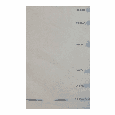 Western Blot - Anti-beta 2 Microglobulin Antibody (MO-M40021C) - Antibodies.com