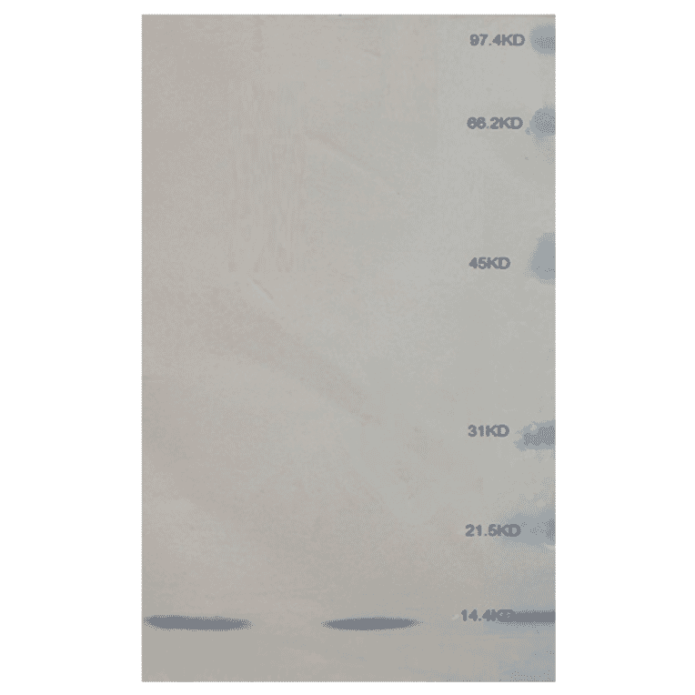 Western Blot - Anti-beta 2 Microglobulin Antibody (MO-M40021C) - Antibodies.com