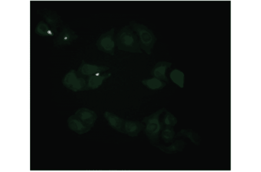Immunofluorescence - Anti-beta 2 Microglobulin Antibody (MO-M40021C) - Antibodies.com