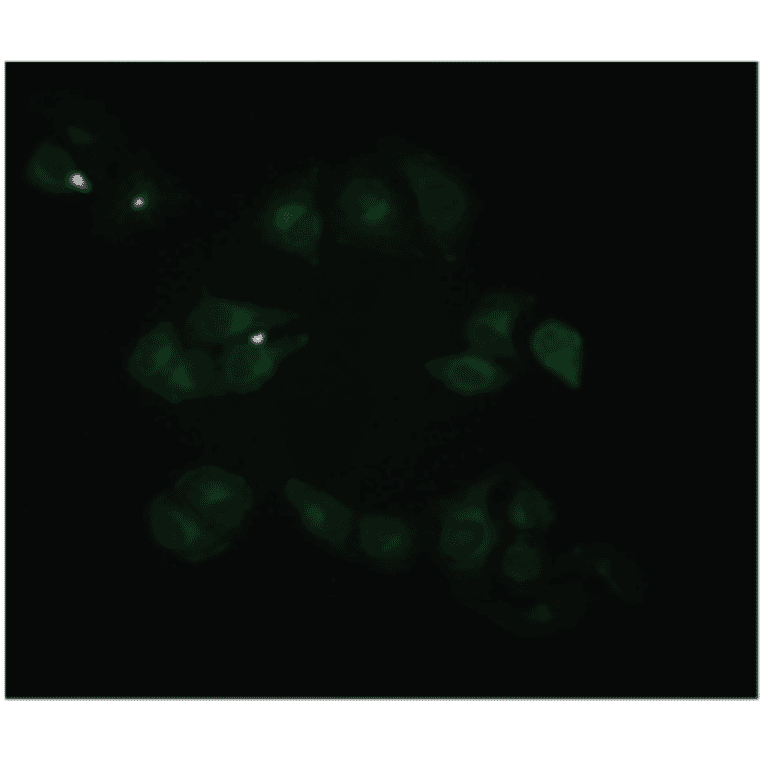 Immunofluorescence - Anti-beta 2 Microglobulin Antibody (MO-M40021C) - Antibodies.com