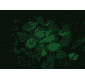 Immunofluorescence - Anti-EGF Antibody (MO-C40044F) - Antibodies.com
