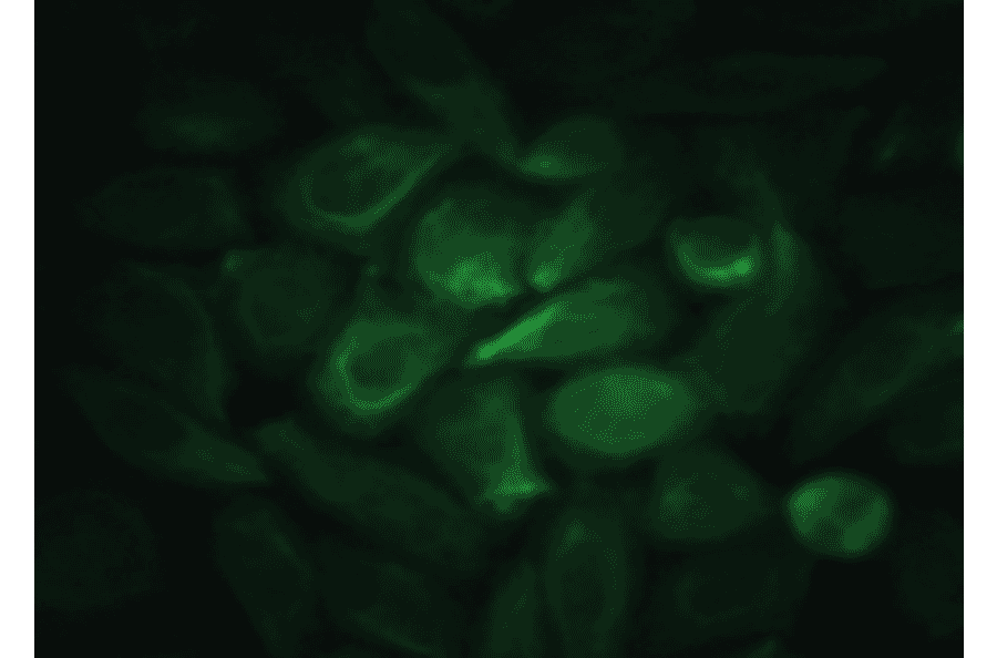 Immunofluorescence - Anti-EGF Antibody (MO-C40044F) - Antibodies.com