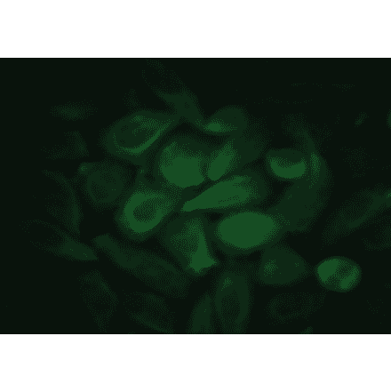 Immunofluorescence - Anti-EGF Antibody (MO-C40044F) - Antibodies.com