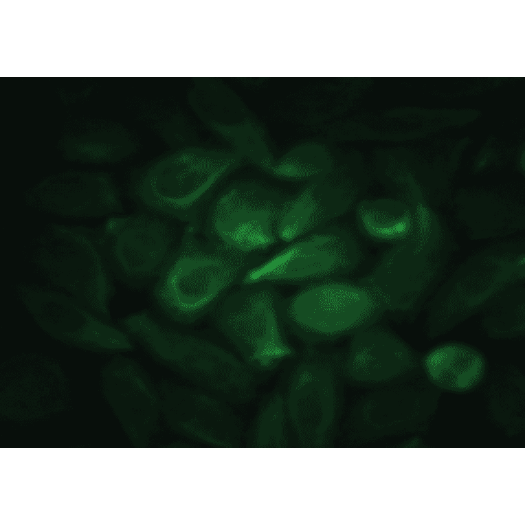 Immunofluorescence - Anti-EGF Antibody (MO-C40044F) - Antibodies.com