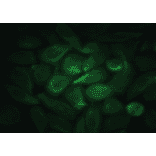 Immunofluorescence - Anti-EGF Antibody (MO-C40044F) - Antibodies.com