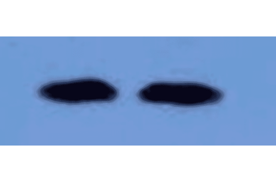 Western Blot - Anti-EGF Antibody (MO-C40044F) - Antibodies.com