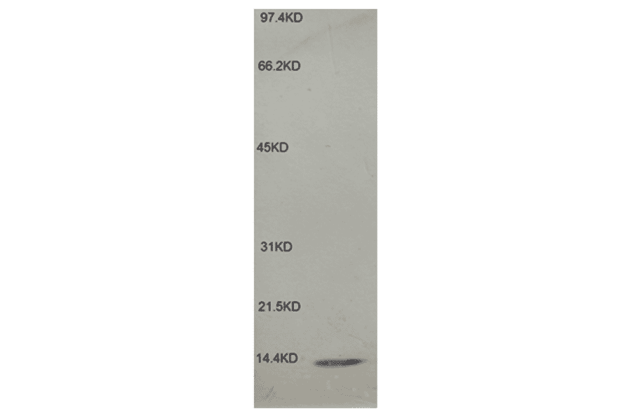 Western Blot - Anti-beta 2 Microglobulin Antibody (MO-M40021E) - Antibodies.com