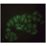 Immunofluorescence - Anti-beta 2 Microglobulin Antibody (MO-M40021E) - Antibodies.com