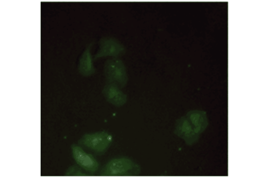 Immunofluorescence - Anti-beta 2 Microglobulin Antibody (MO-M40021F) - Antibodies.com