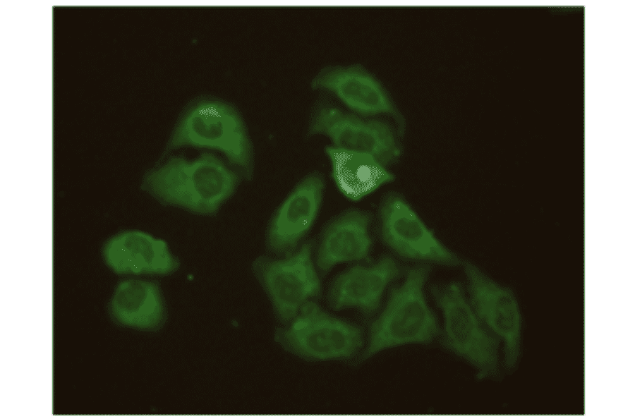 Immunofluorescence - Anti-CRP Antibody (MO-M40023E) - Antibodies.com