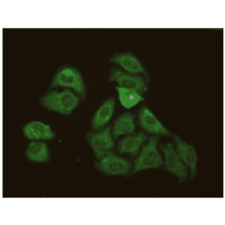 Immunofluorescence - Anti-CRP Antibody (MO-M40023E) - Antibodies.com