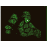 Immunofluorescence - Anti-CRP Antibody (MO-M40023E) - Antibodies.com