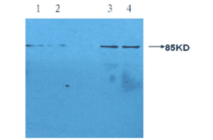 Western Blot - Anti-CRP Antibody (MO-M40023E) - Antibodies.com