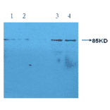 Western Blot - Anti-CRP Antibody (MO-M40023E) - Antibodies.com