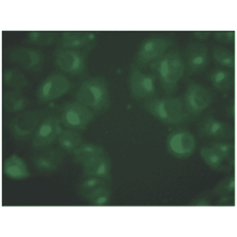 Immunofluorescence - Anti-beta 2 Microglobulin Antibody (MO-M40021B) - Antibodies.com