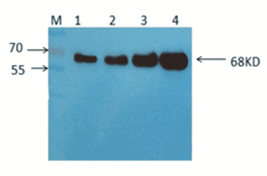 Western Blot - Anti-Albumin Antibody (MO-M40036) - Antibodies.com