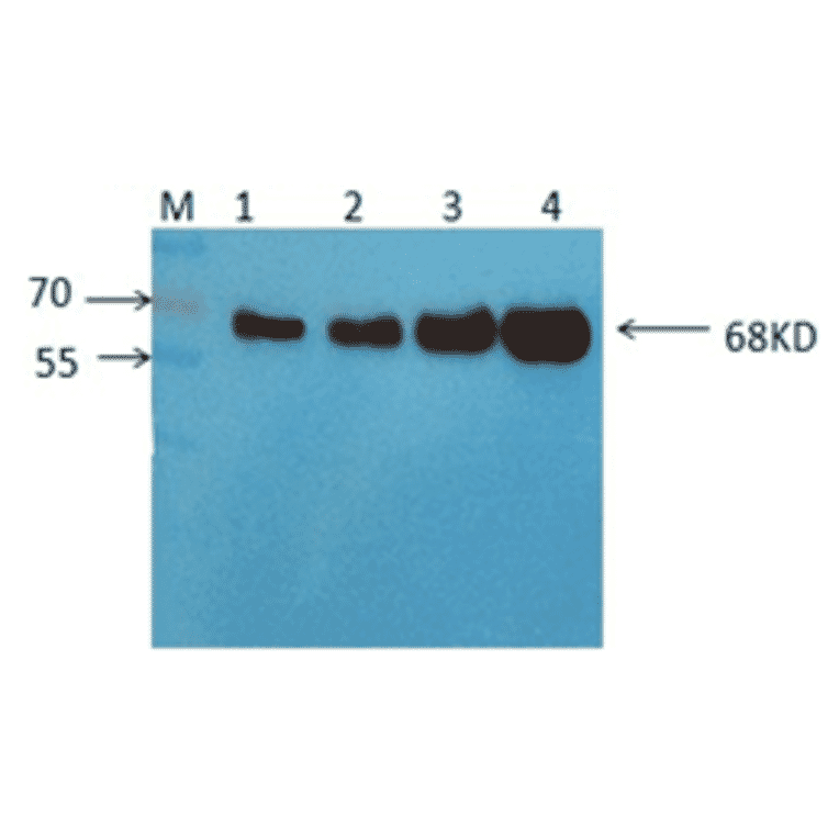 Western Blot - Anti-Albumin Antibody (MO-M40036) - Antibodies.com