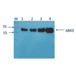 Western Blot - Anti-Albumin Antibody (MO-M40036) - Antibodies.com