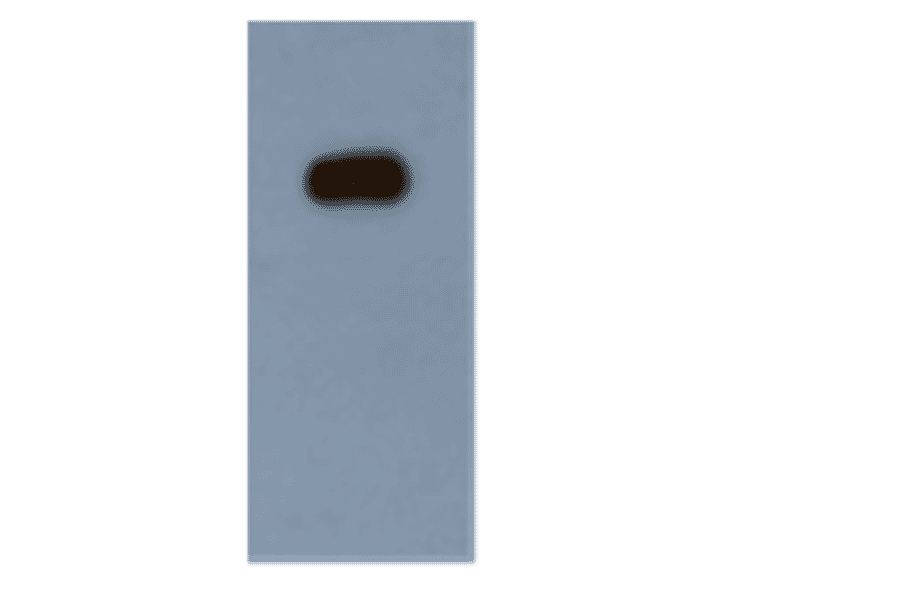 Western Blot - Anti-PML Protein Antibody (MO-T40010A) - Antibodies.com