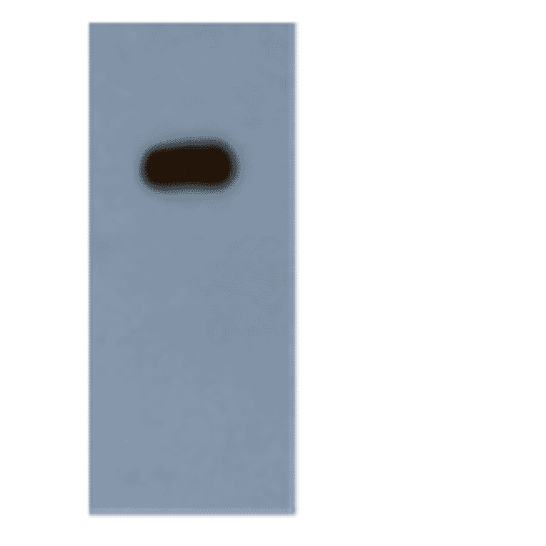 Western Blot - Anti-PML Protein Antibody (MO-T40010A) - Antibodies.com