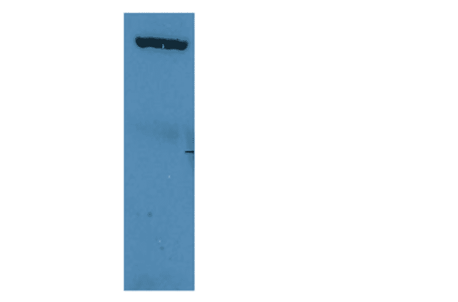 Western Blot - Anti-PML Protein Antibody (MO-T40010B) - Antibodies.com