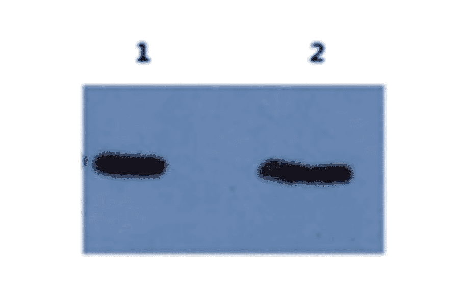 Western Blot - Anti-Amyloid beta Peptide 42 Antibody (MO-M40094D) - Antibodies.com