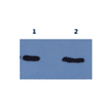 Western Blot - Anti-Amyloid beta Peptide 42 Antibody (MO-M40094D) - Antibodies.com