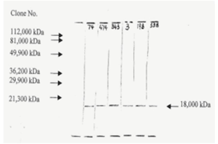 Western Blot - Anti-bFGF Antibody (MO-C40046B) - Antibodies.com