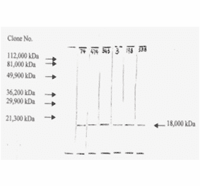 Western Blot - Anti-bFGF Antibody (MO-C40046F) - Antibodies.com