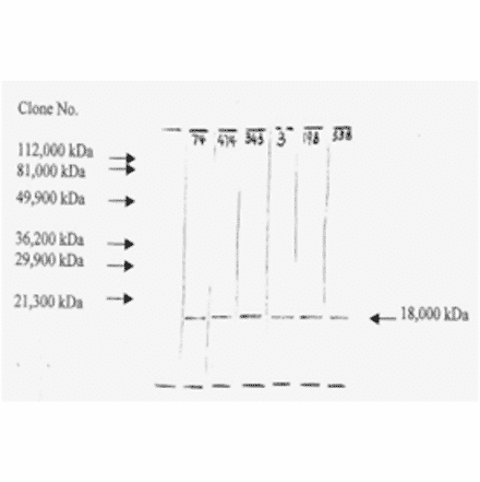 Western Blot - Anti-bFGF Antibody (MO-C40046F) - Antibodies.com
