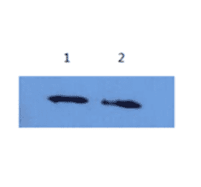 Western Blot - Anti-Alpha-Synuclein Antibody (MO-M40097B) - Antibodies.com