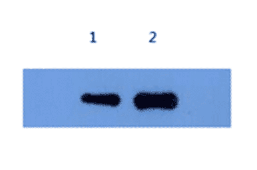 Western Blot - Anti-Alpha-Synuclein Antibody (MO-M40097C) - Antibodies.com