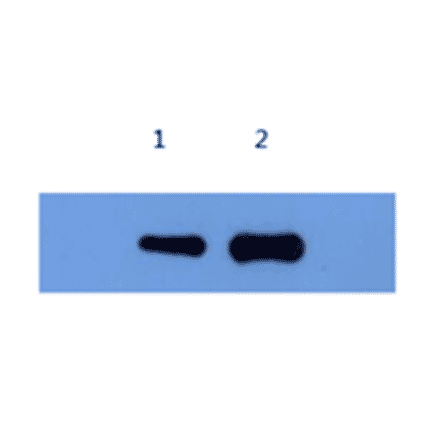 Western Blot - Anti-Alpha-Synuclein Antibody (MO-M40097C) - Antibodies.com