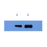 Western Blot - Anti-Alpha-Synuclein Antibody (MO-M40097C) - Antibodies.com
