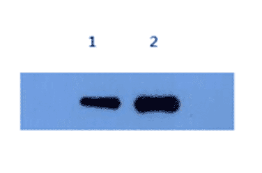 Western Blot - Anti-Alpha-Synuclein Antibody (MO-M40097D) - Antibodies.com
