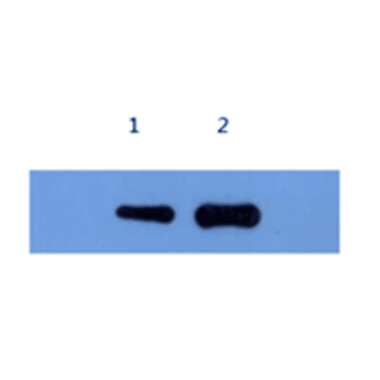 Western Blot - Anti-Alpha-Synuclein Antibody (MO-M40097D) - Antibodies.com