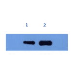Western Blot - Anti-Alpha-Synuclein Antibody (MO-M40097D) - Antibodies.com