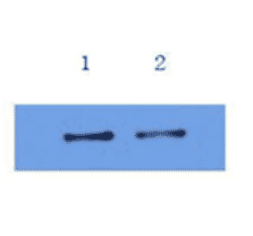 Western Blot - Anti-IL6 Antibody (MO-C40091B) - Antibodies.com