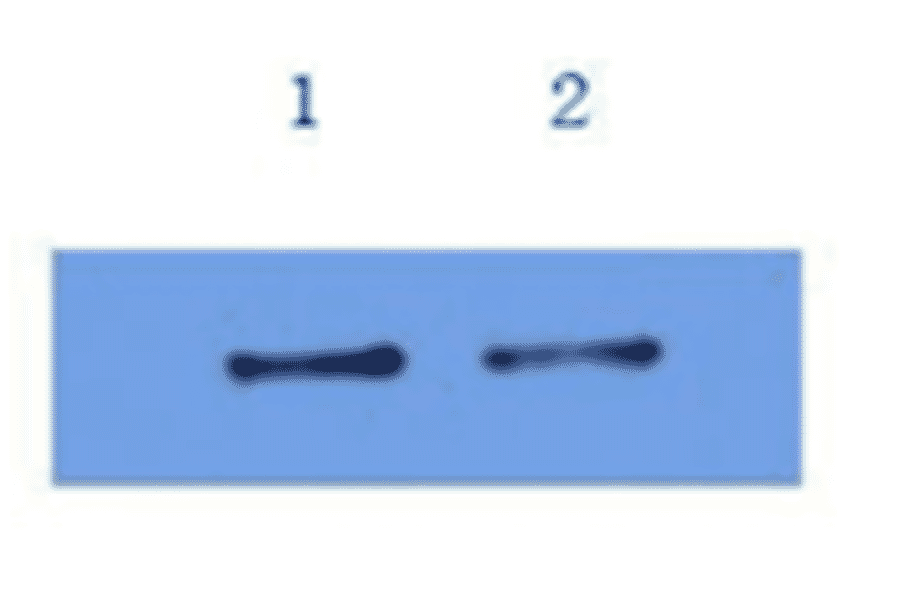 Western Blot - Anti-IL6 Antibody (MO-C40091B) - Antibodies.com