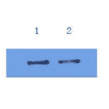 Western Blot - Anti-IL6 Antibody (MO-C40091B) - Antibodies.com