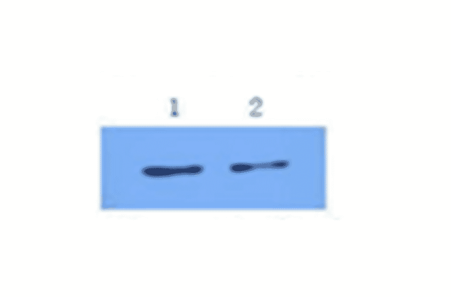 Western Blot - Anti-IL6 Antibody (MO-C40091C) - Antibodies.com