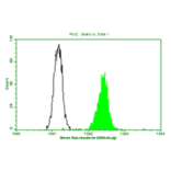 Flow Cytometry - Anti-CA 125 Antibody (MO-T40012D) - Antibodies.com