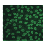 Immunofluorescence - Anti-CA 125 Antibody (MO-T40012D) - Antibodies.com