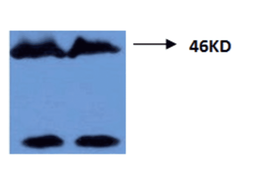 Western Blot - Anti-Tau (phospho Thr181) Antibody (MO-M40099A) - Antibodies.com