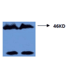 Western Blot - Anti-Tau (phospho Thr181) Antibody (MO-M40099A) - Antibodies.com